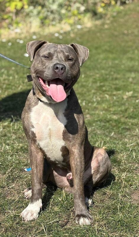 Staffordshire Bull Terrier puppies for sale in Erdington, West Midlands – 1 year old - Image 2 of 5
