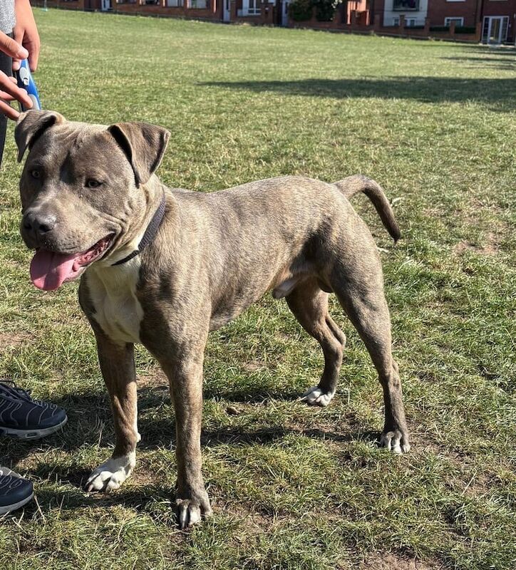 Staffordshire Bull Terrier puppies for sale in Erdington, West Midlands – 1 year old - Image 3 of 5