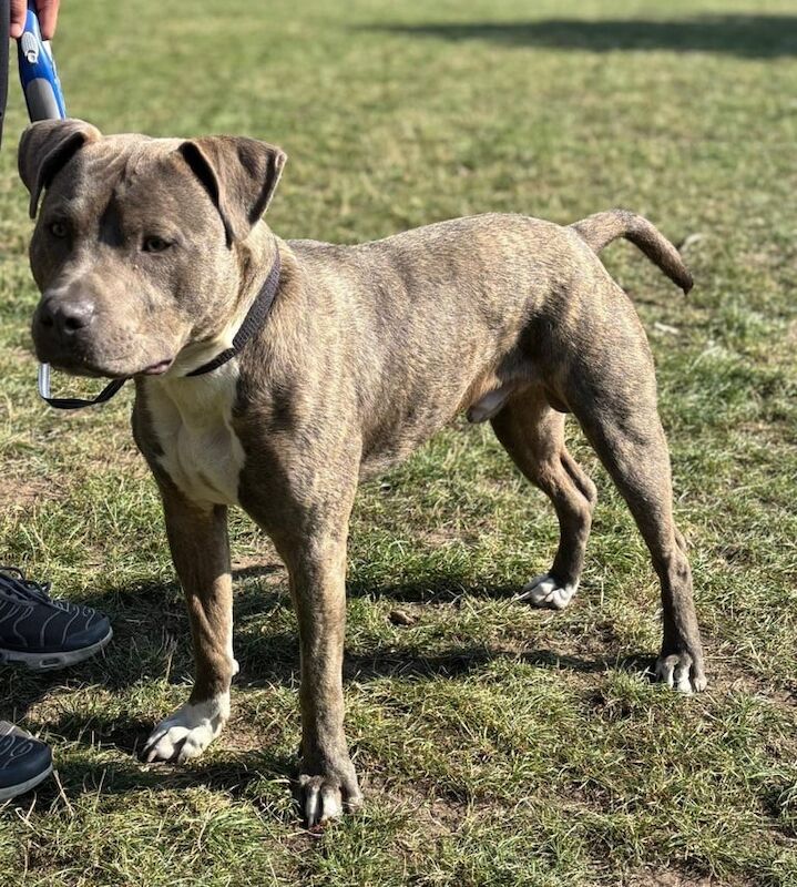 Staffordshire Bull Terrier puppies for sale in Erdington, West Midlands – 1 year old - Image 4 of 5