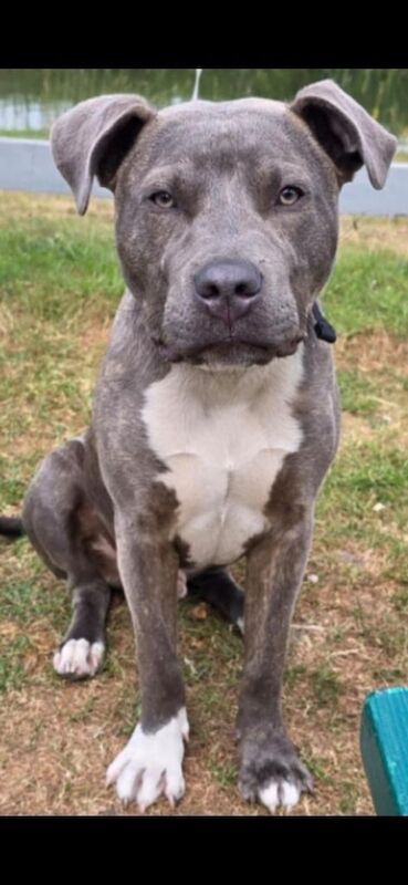 Staffordshire Bull Terrier puppies for sale in Erdington, West Midlands – 1 year old - Image 5 of 5