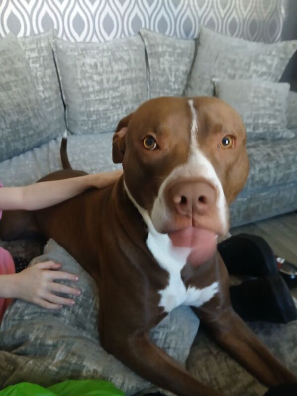 Male staffie x bruno for sale in London, Greater London