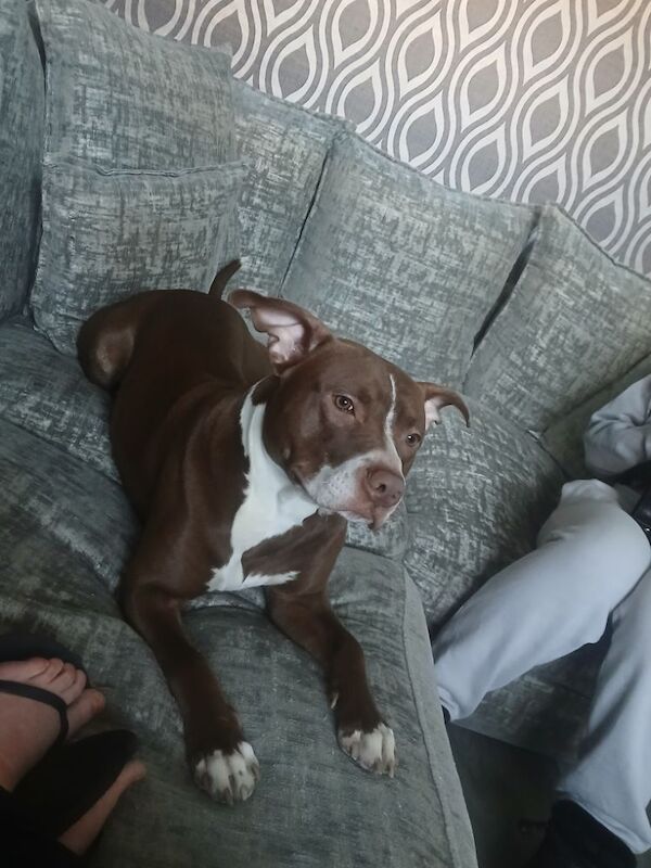 Staffordshire Bull Terrier puppies for sale in London, Greater London – 1 year old - Image 2 of 3