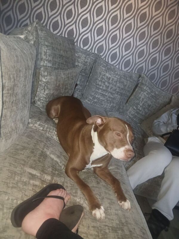 Male staffie x bruno for sale in London, Greater London | Image 3