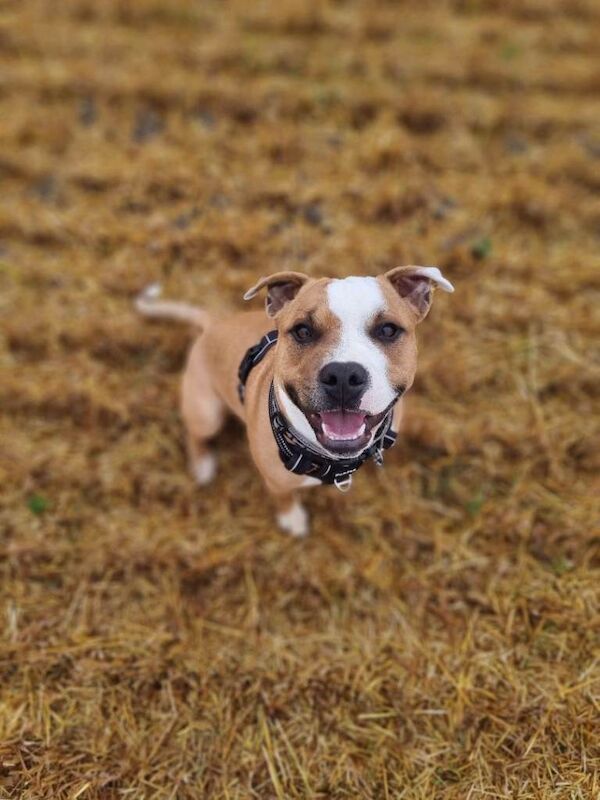 Staffordshire Bull Terrier puppies for sale in Forfar, Angus – 1 year old