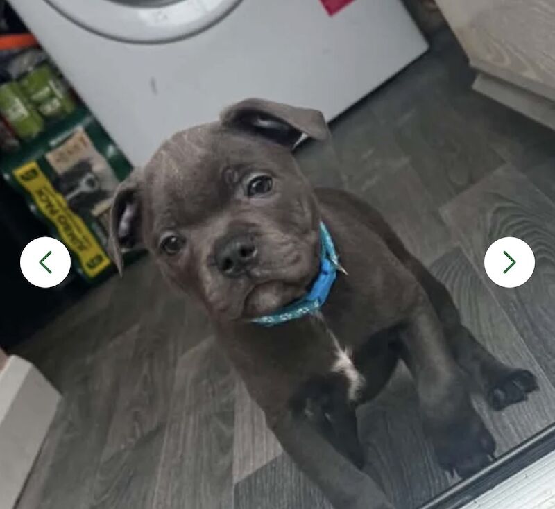 male stafforshire bull terrier 13 weeks old
