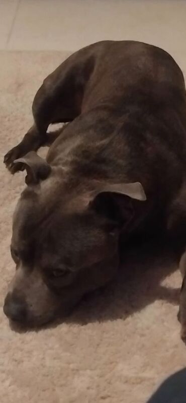 Male staffy