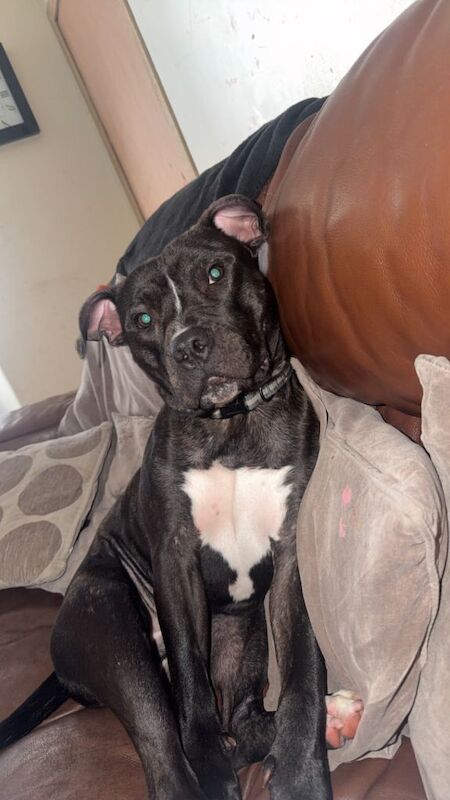 Staffie Puppies For Sale