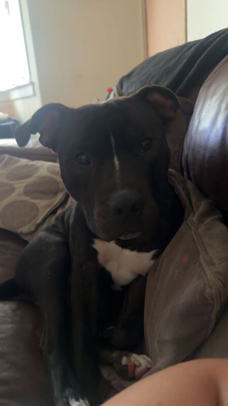 Male staffy - Image 2 of 3