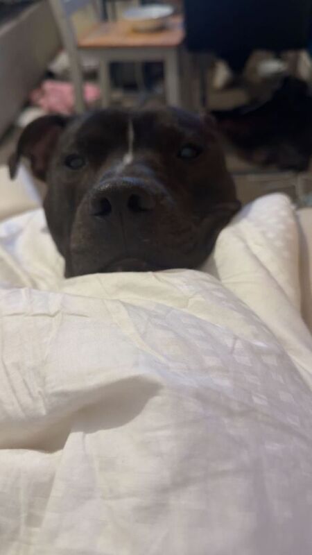 Male staffy - Image 3 of 3