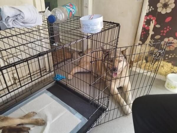 Staffordshire Bull Terrier puppies for sale in Kidderminster, Worcestershire – 9 years old - Image 3 of 3