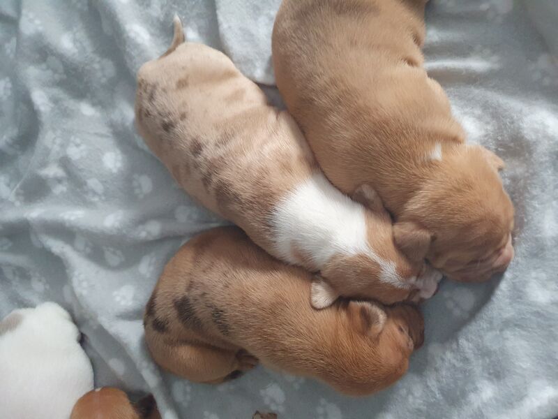 Staffordshire Bull Terrier puppies for sale in Bristol – 12 months old - Image 2 of 3