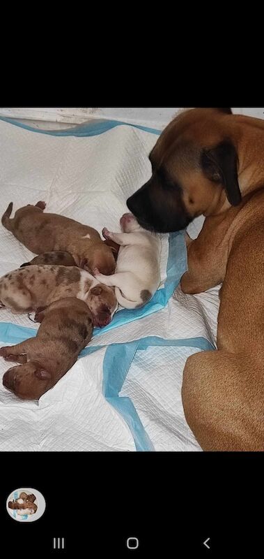 Staffordshire Bull Terrier puppies for sale in Bristol – 12 months old - Image 3 of 3