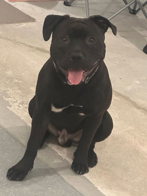 Staffie Puppies For Sale