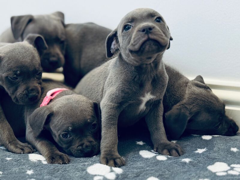 Staffordshire Bull Terrier puppies for sale in Peterborough, Cambridgeshire – 8 weeks old