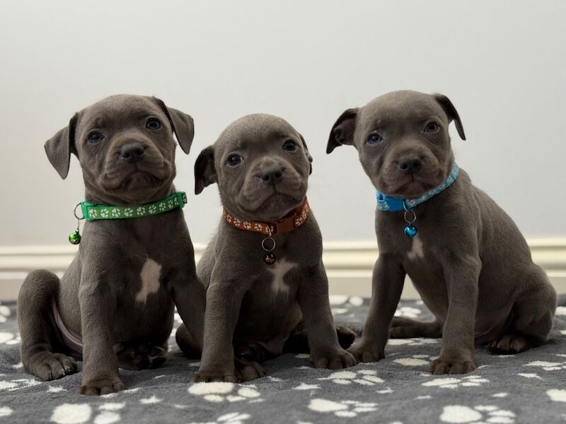 Staffordshire Bull Terrier puppies for sale in Peterborough, Cambridgeshire – 8 weeks old - Image 7 of 15