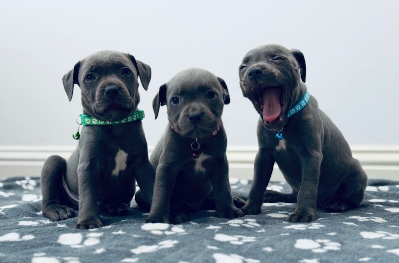 Staffordshire Bull Terrier puppies for sale in Peterborough, Cambridgeshire – 8 weeks old - Image 8 of 15