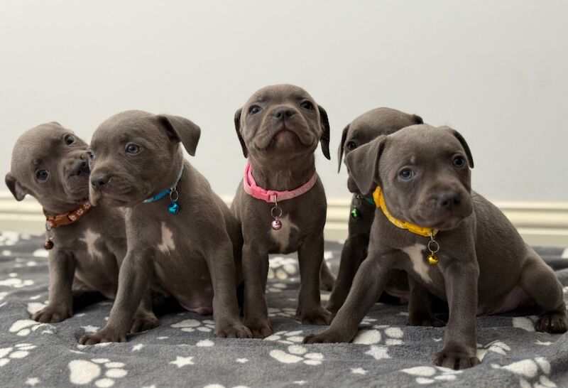Staffordshire Bull Terrier puppies for sale in Peterborough, Cambridgeshire – 8 weeks old - Image 11 of 15