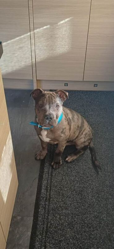 Staffordshire Bull Terrier puppies for sale in Chilton, Durham – 5 months old