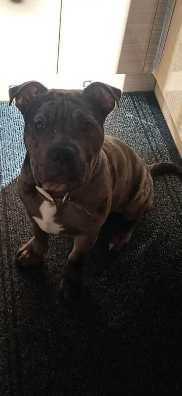 Staffordshire Bull Terrier puppies for sale in Chilton, Durham – 8 months old - Image 2 of 4