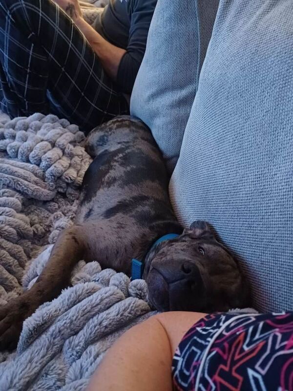 Staffordshire Bull Terrier puppies for sale in Chilton, Durham – 8 months old - Image 3 of 4
