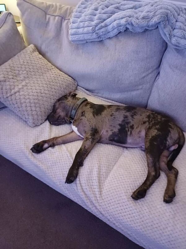 Staffordshire Bull Terrier puppies for sale in Chilton, Durham – 8 months old - Image 4 of 4
