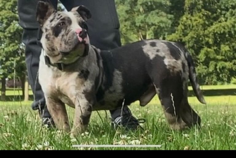 Staffie Puppies For Sale