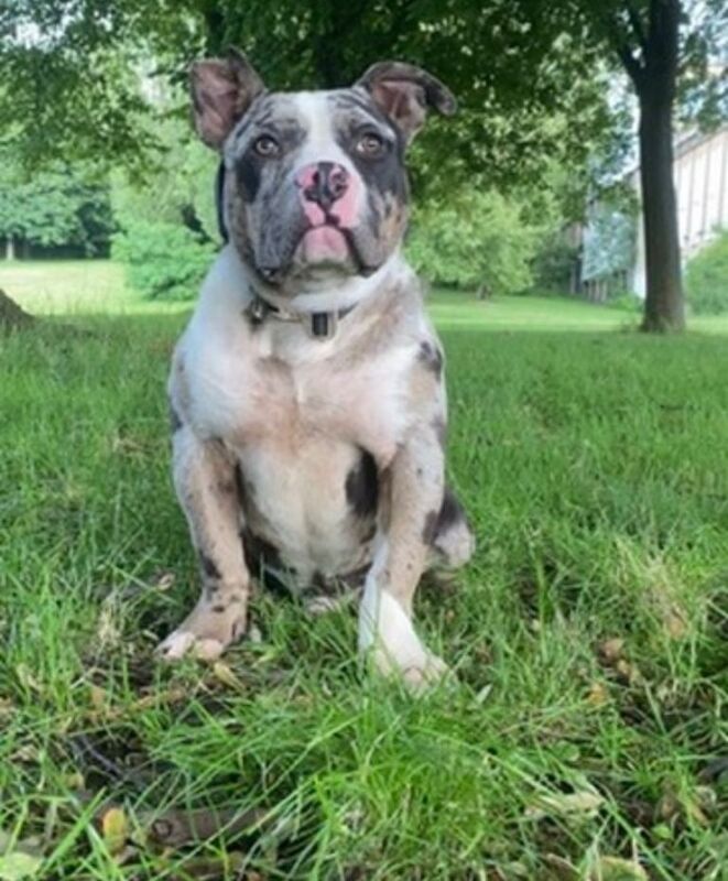 Merle Male Pocket For Sale Very Friendly - Image 2 of 4