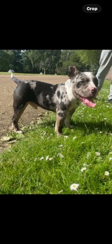 Merle Male Pocket For Sale Very Friendly - Image 3 of 4