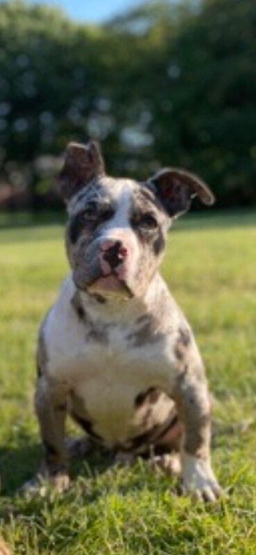 Merle Male Pocket For Sale Very Friendly - Image 4 of 4