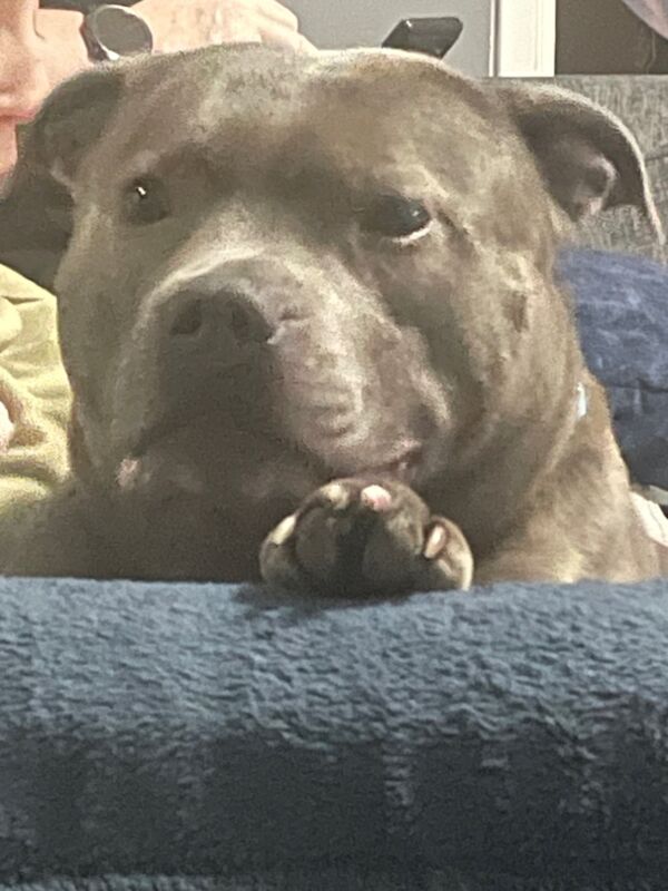 Neo male staffy for sale in Sheffield, South Yorkshire - Image 1