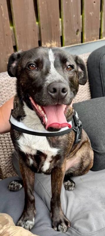 2 year old Staffy X Collie to good home