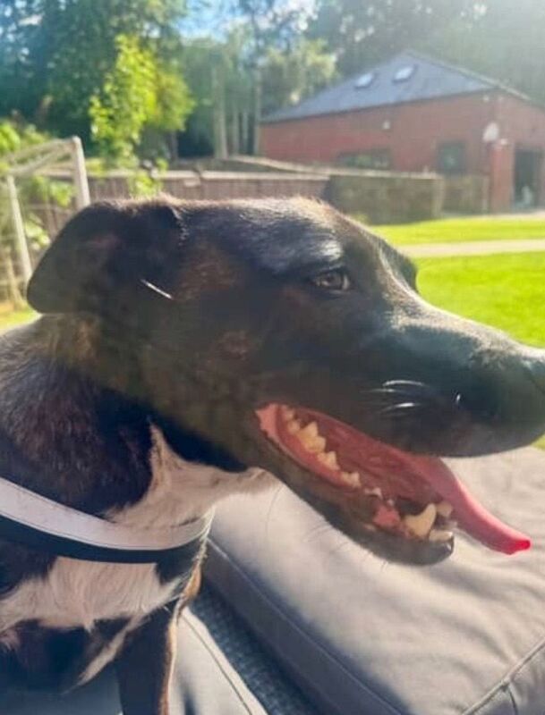 2 year old Staffy X Collie to good home - Image 2 of 6