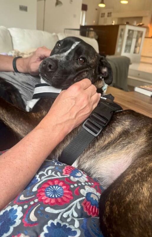 2 year old Staffy X Collie to good home - Image 3 of 6