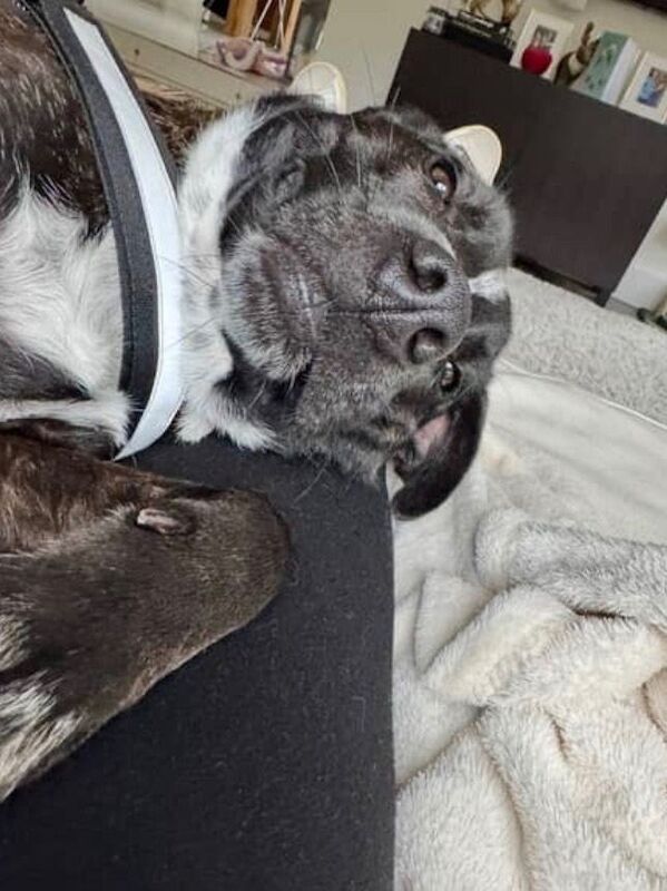2 year old Staffy X Collie to good home - Image 4 of 6