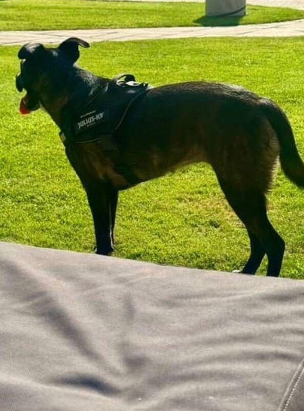 2 year old Staffy X Collie to good home - Image 5 of 6