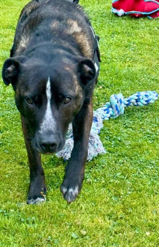 2 year old Staffy X Collie to good home - Image 6 of 6