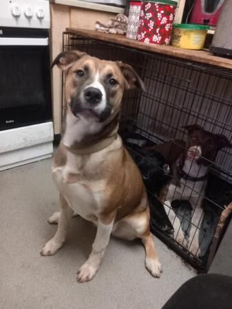 Staffordshire Bull Terrier puppies for sale in Kidderminster, Worcestershire – 1 year old - Image 1 of 3