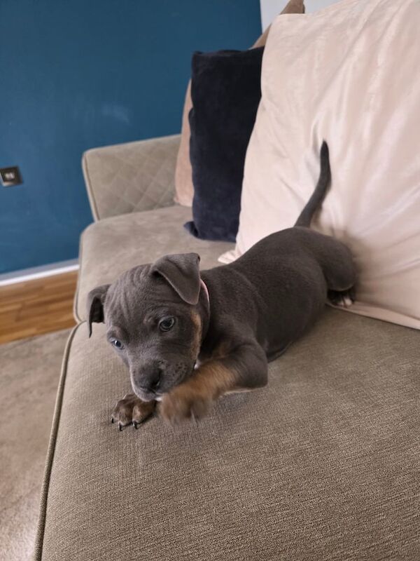Staffie Puppies For Sale