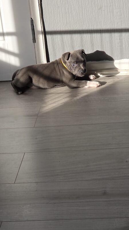One blue Staffy girl.