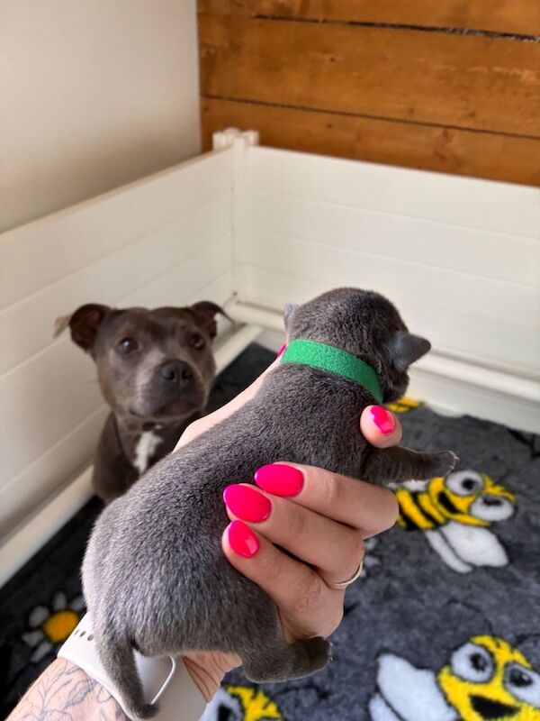 Outstanding litter of KC Staffordshire Bullterrier Pups - Image 2 of 5