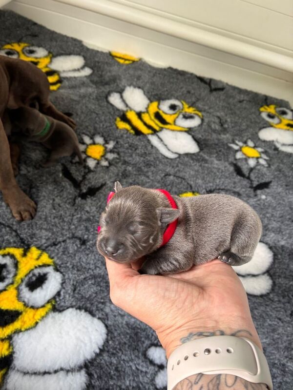 Outstanding litter of KC Staffordshire Bullterrier Pups - Image 3 of 5