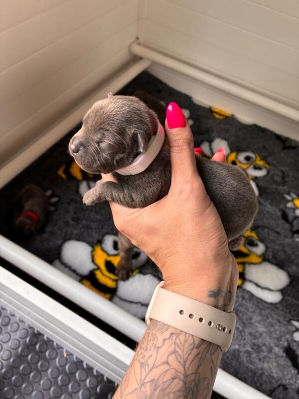 Outstanding litter of KC Staffordshire Bullterrier Pups - Image 4 of 5