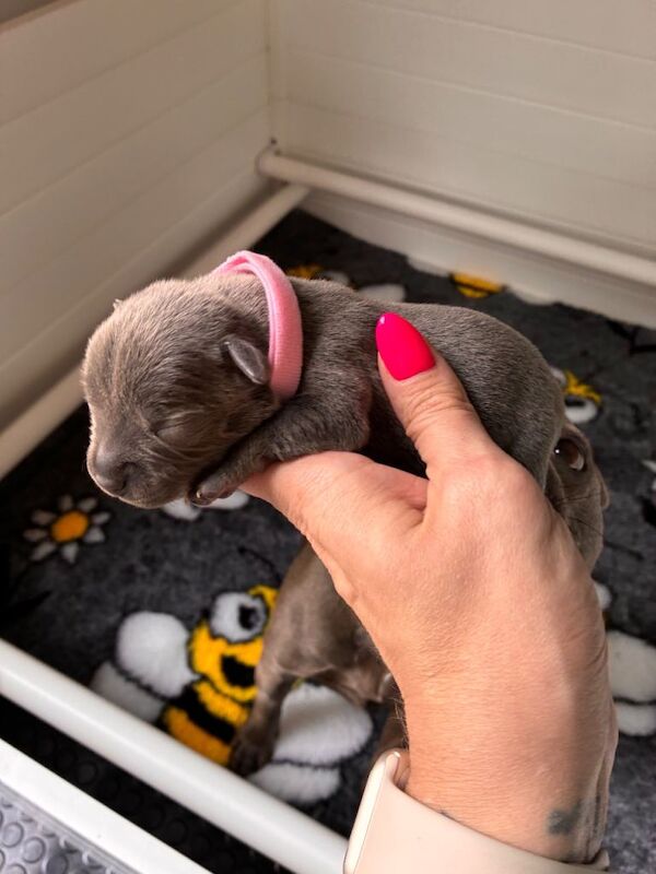 Outstanding litter of KC Staffordshire Bullterrier Pups - Image 5 of 5