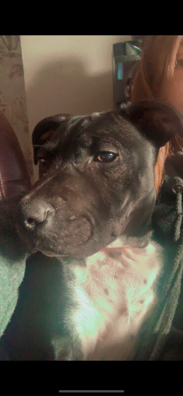 Staffie Puppies For Sale