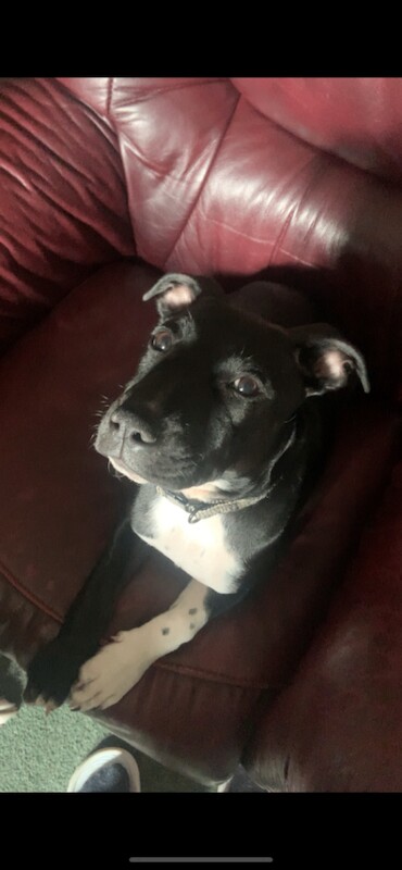 Ozzy looking for his forever home - Image 2 of 3