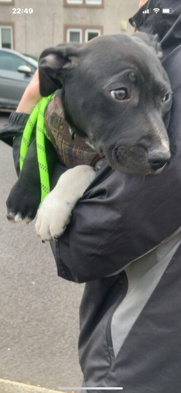 Ozzy looking for his forever home - Image 3 of 3