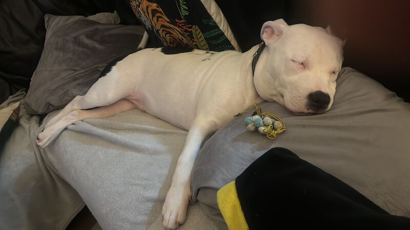 Staffordshire Bull Terrier for adoption in Carlisle, Cumbria – 1 year old