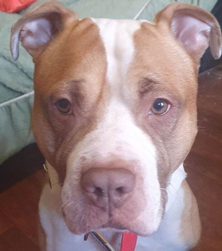 Paddy needs a good home
