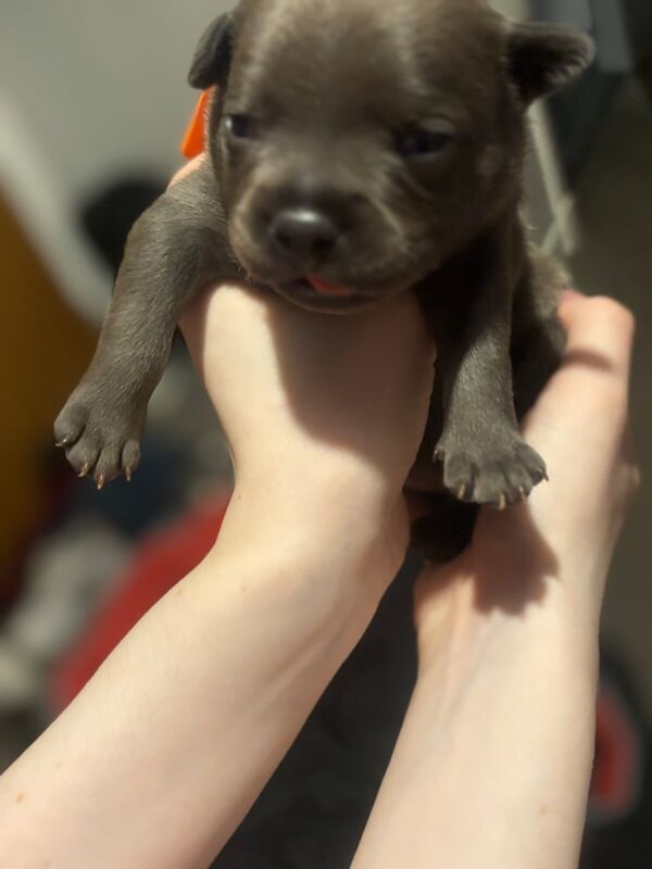Staffordshire Bull Terrier puppies for sale in Elgin, Moray – 2 weeks old