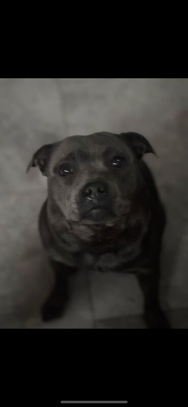 Staffordshire Bull Terrier puppies for sale in Elgin, Moray – 2 weeks old - Image 2 of 3
